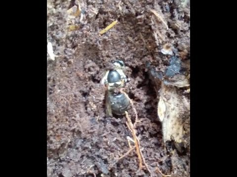Where Do Hornets Wasps Go In The Winter?