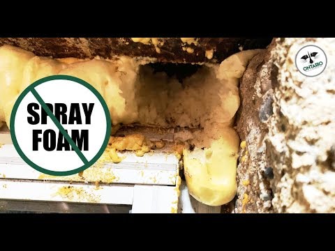 Why Spray Foam Does Not Keep Out Mice