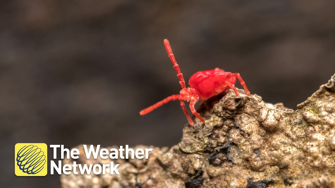 Meet 'clover mites', they're tiny but everywhere