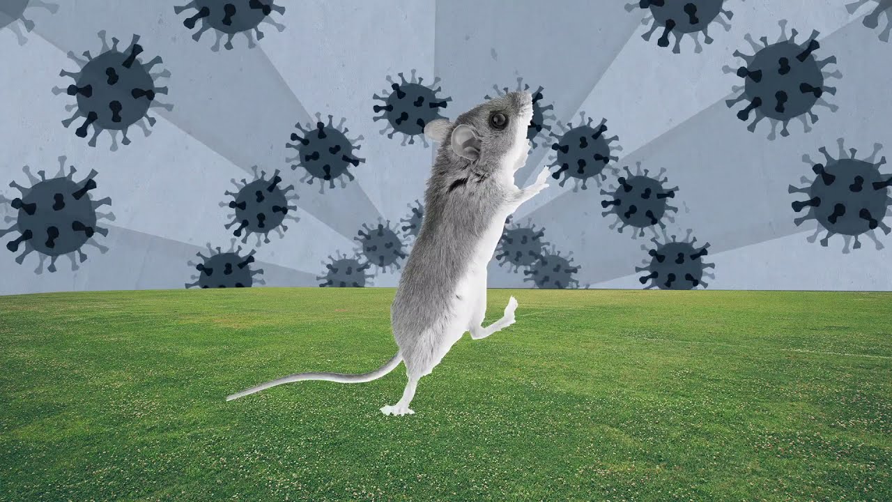 Medical Minute: Hantavirus & the Flu