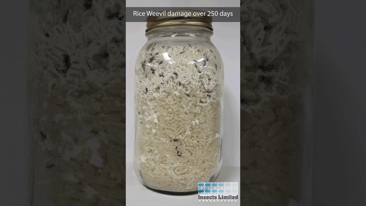 Rice Weevil Damage to Rice