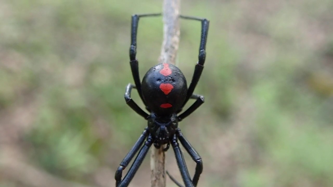 Northern Black Widow