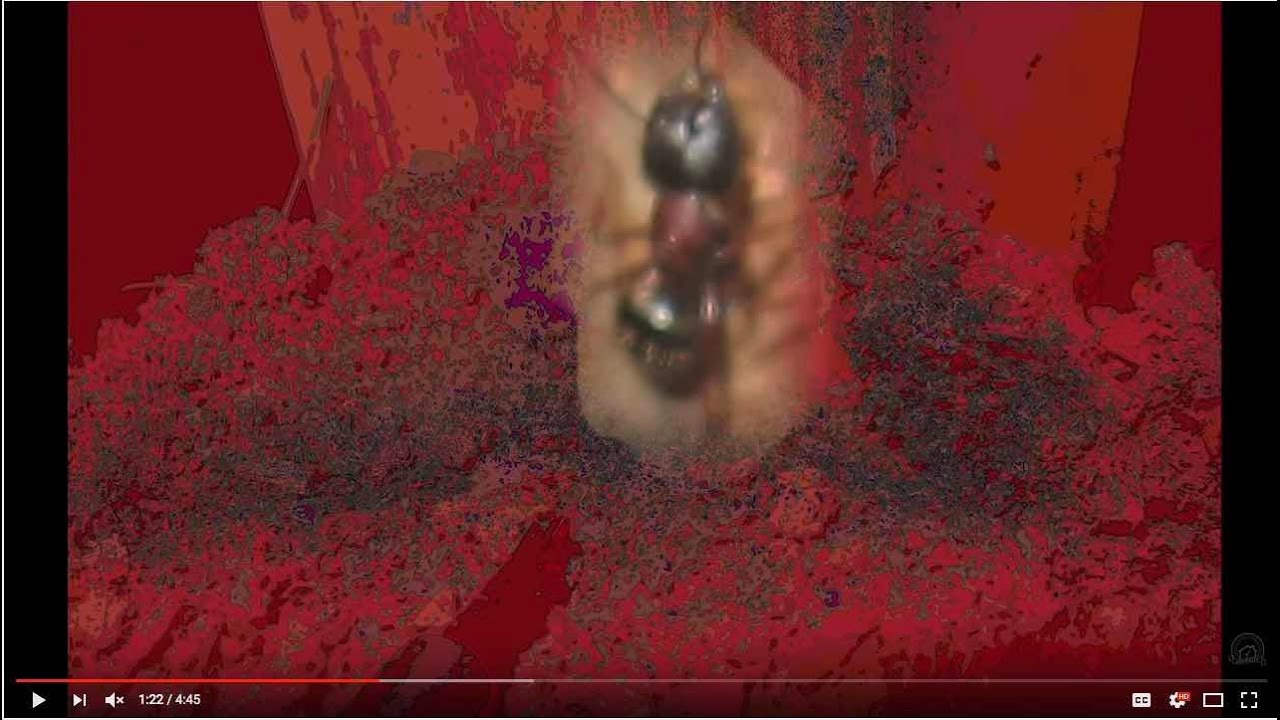 Carpenter Ant Inspection Video