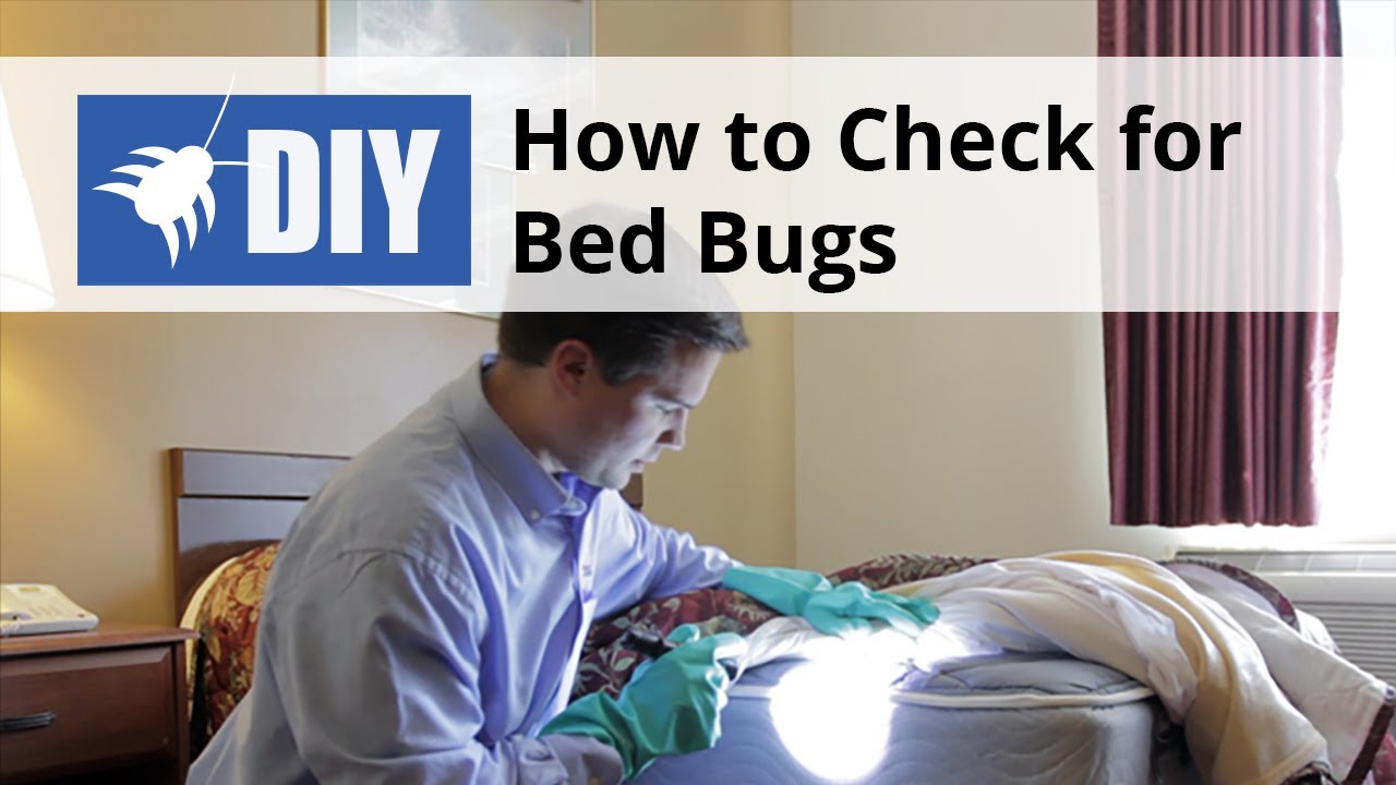 How to Check for & Find Bed Bugs