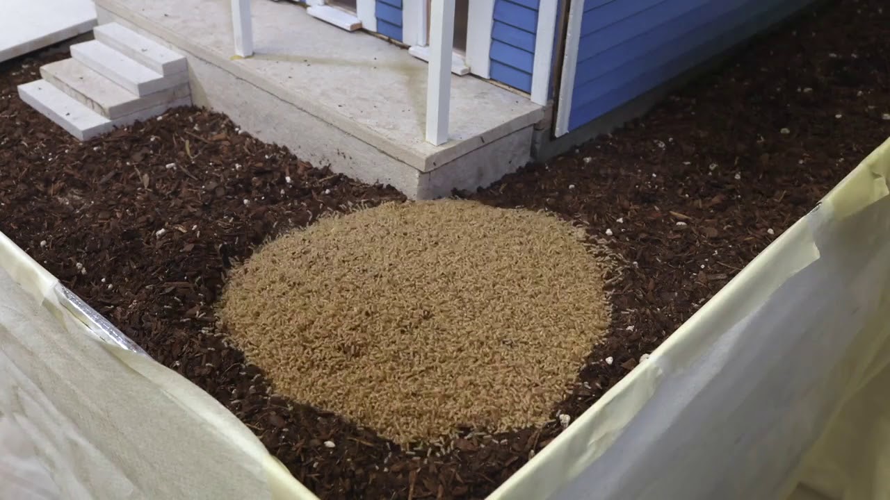 New Orleans termites eat a tiny house from the inside out