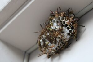 group of paper wasps around an umbrella nest