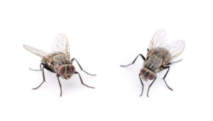 fly isolated on a white background