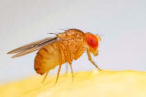 Fruit fly or vinegar fly (Drosophila melanogaster) on banana fruit surface.