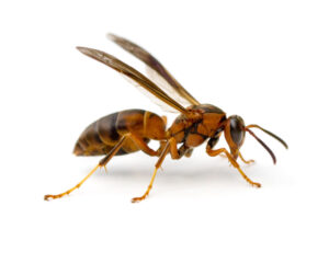 Paper Wasp (Polistes metricus) isolated on white background.