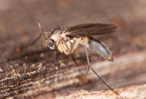 Scuttle fly (Phoridae family)