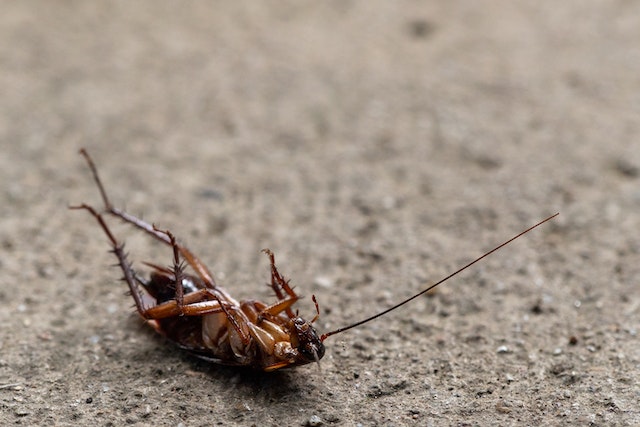 Cockroach lying dead on the dirt outdoors, one of the problems with cockroach bombs not addressing outdoor infestations 