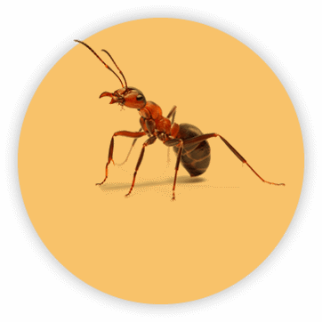 Red and black ant covered in an orange circle
