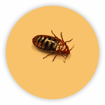 Bed bug within an orange circle overlay