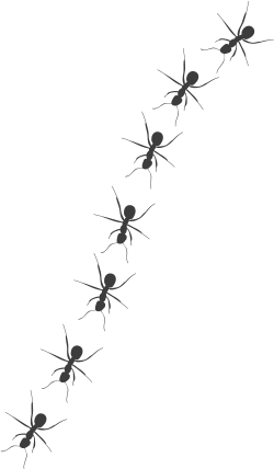 contact-ants