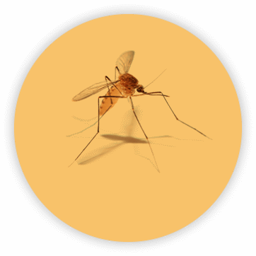 mosquito isolated in orange overlay