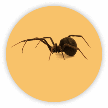 Spider isolated in orange overlay