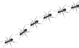 values-ants