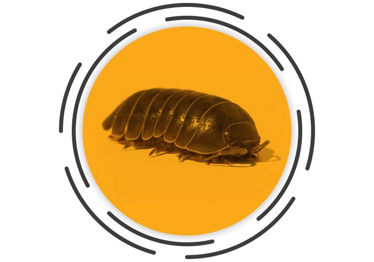 Woodlouse Spiders Miche Pest Control