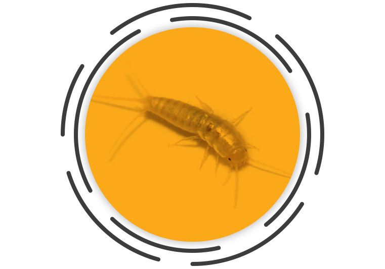 How to Get Rid of Silverfish  Silverfish Habitat & Control