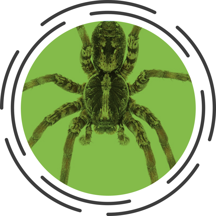 Are Wolf Spiders Dangerous? - Clegg's Pest Control