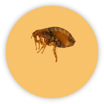 Small brown flea within an orange circle overlay