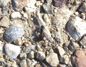 Carpenter ant on rocks