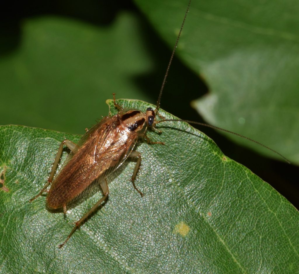 German cockroach on a leaf
