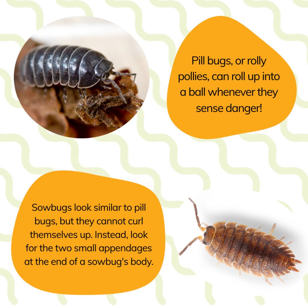 A graphic detailing the differences between a sowbug and a pill bug.