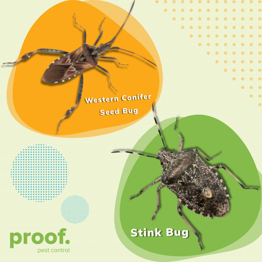 Graphic showcasing the differences between a western conifer seed bug and a stink bug