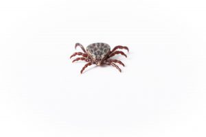 Male wood tick against a white background