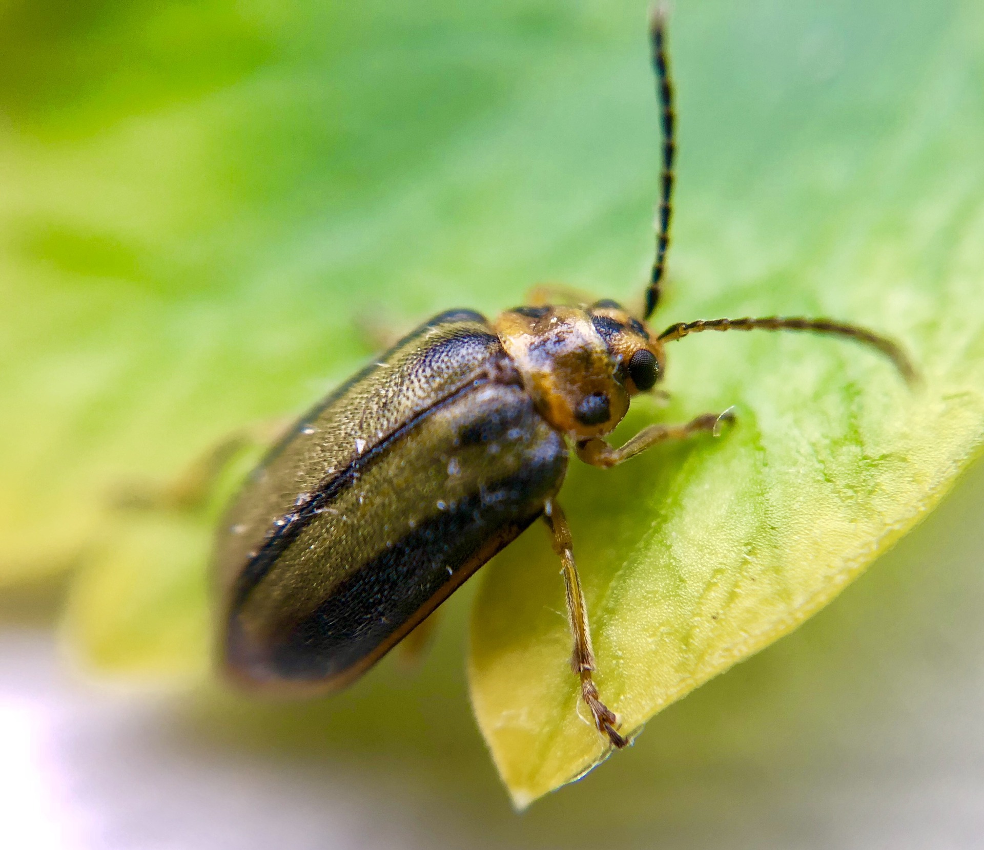 An elm leaf beetle on a leaf