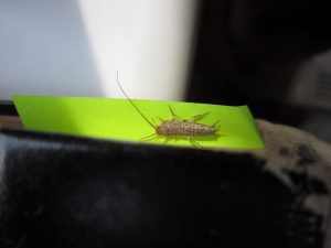 Silverfish bug on a leaf