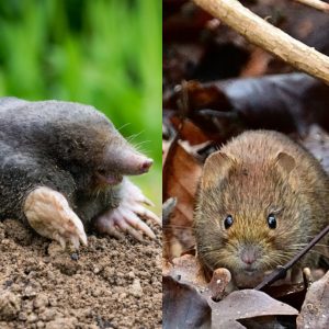 A mole crawling out of a dirt mound beside a picture of a meadow vole hiding in leaves.