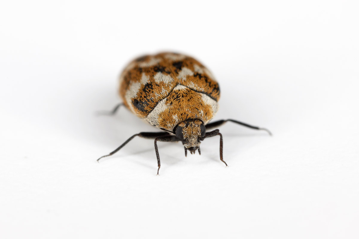 4 Ways to Use Carpet Beetle Traps - Pest Control