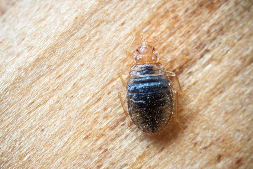 Bed bug on wood, another one of the bugs that look like ticks