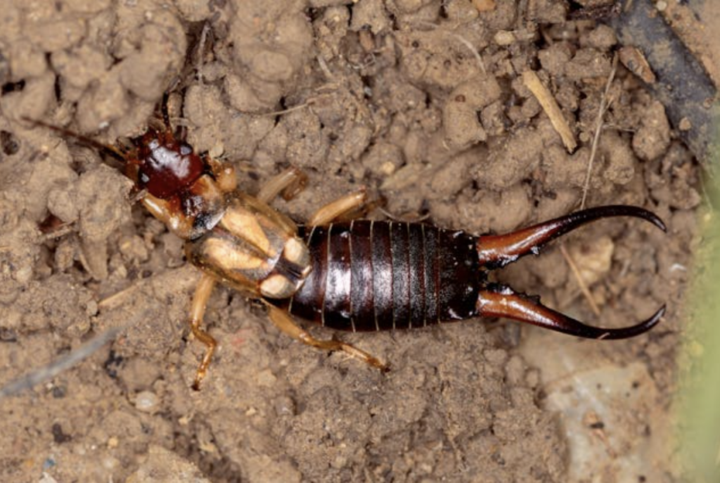 What are Earwigs? 
