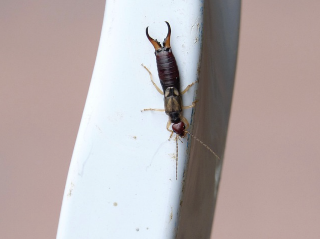 Will an Earwig Bite?
