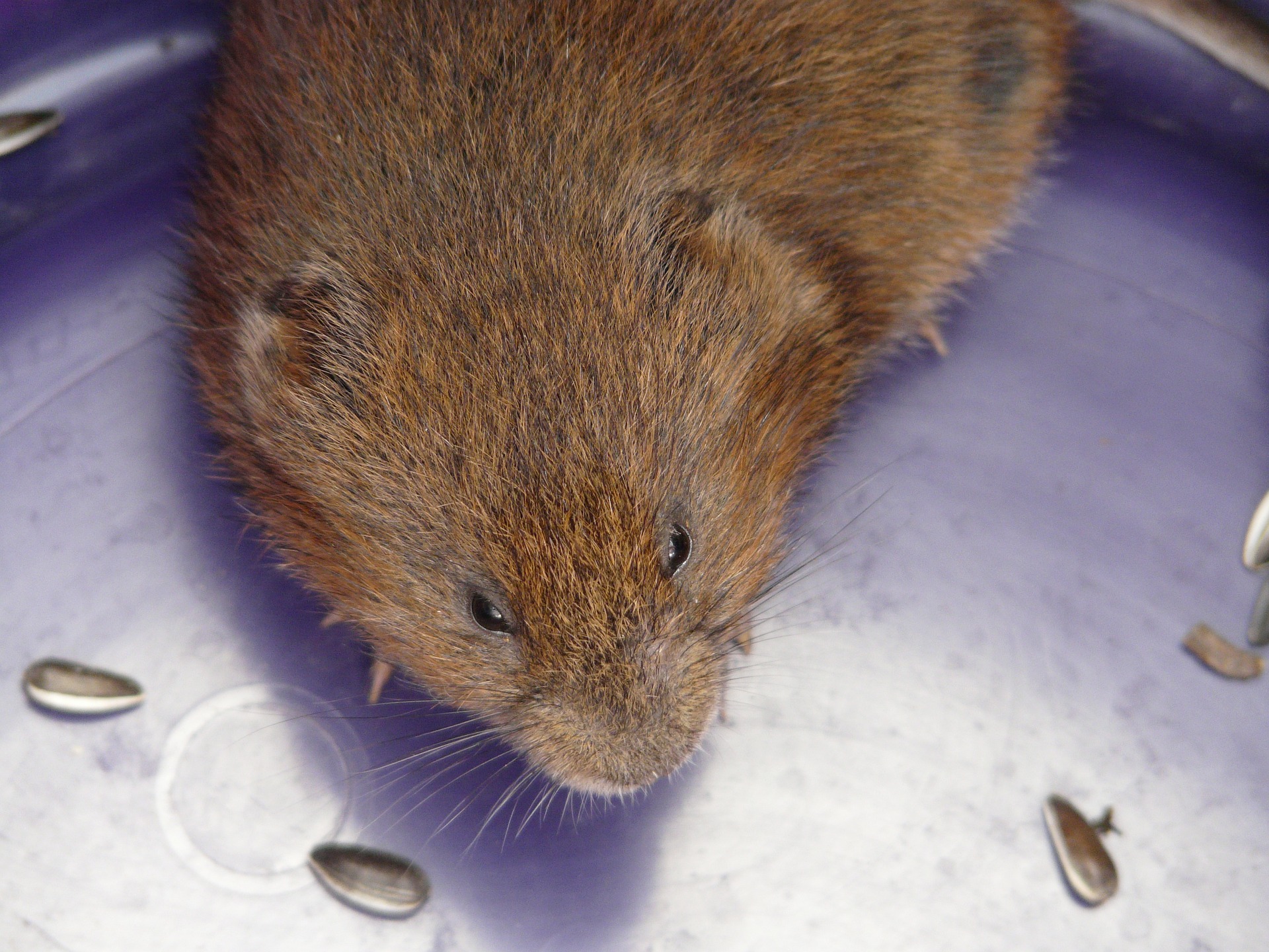 Vole Removal & Trapping