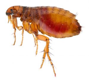 Image of a flea, one of the bugs that look like ticks