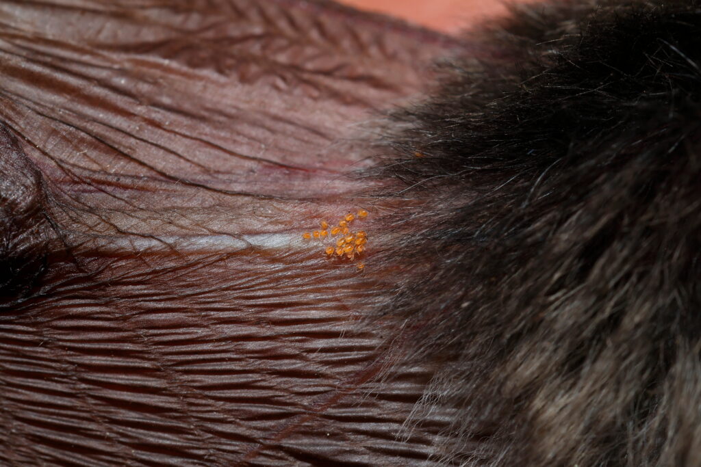 harvest mites
