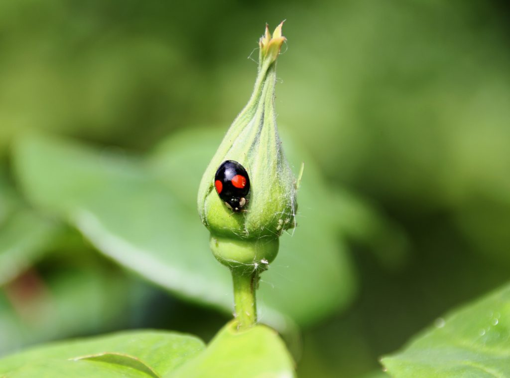 black and red ladybug on a plant bulb