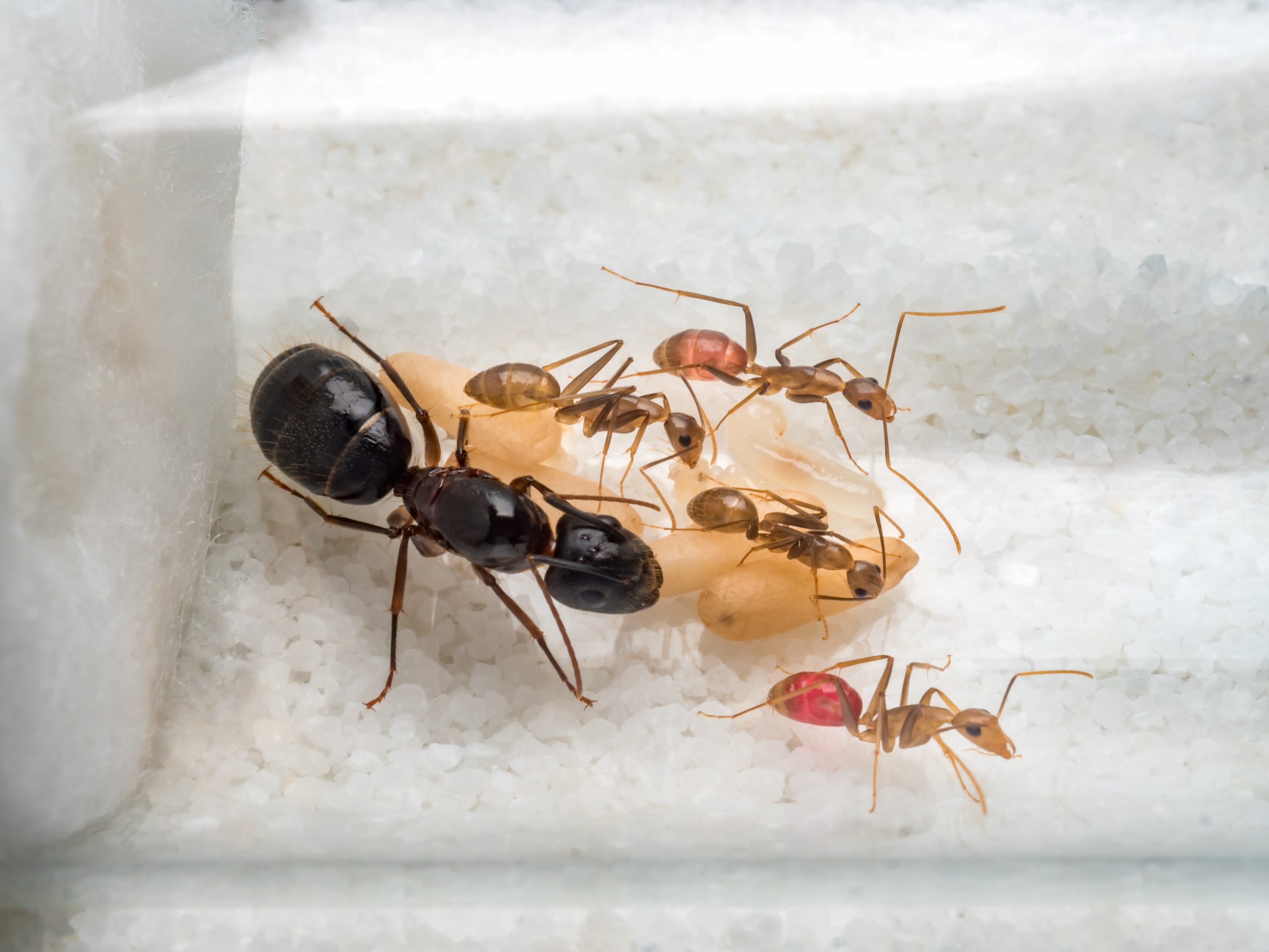 red carpenter ant queen