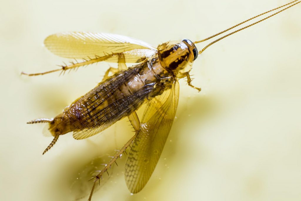 German cockroach with wings outstretched 