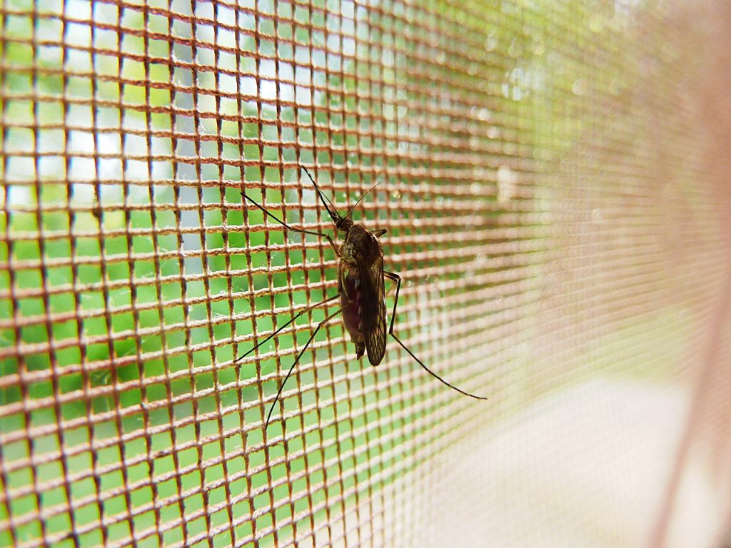 Brown mosquito resting against a mesh insect screen