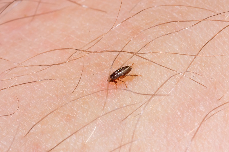 Small brown flea biting a person's skin