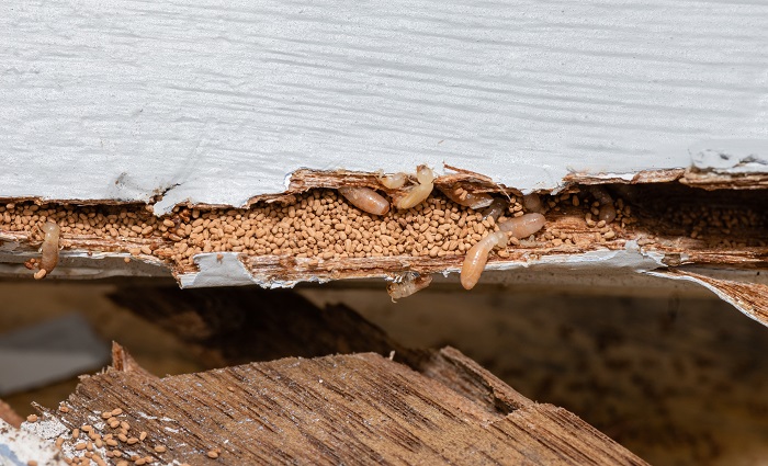 Dry wood termites eating wood with evidence of frass