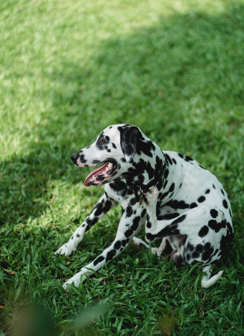 ant-bites-on-dogs-protecting-your-precious-pet-pest-control