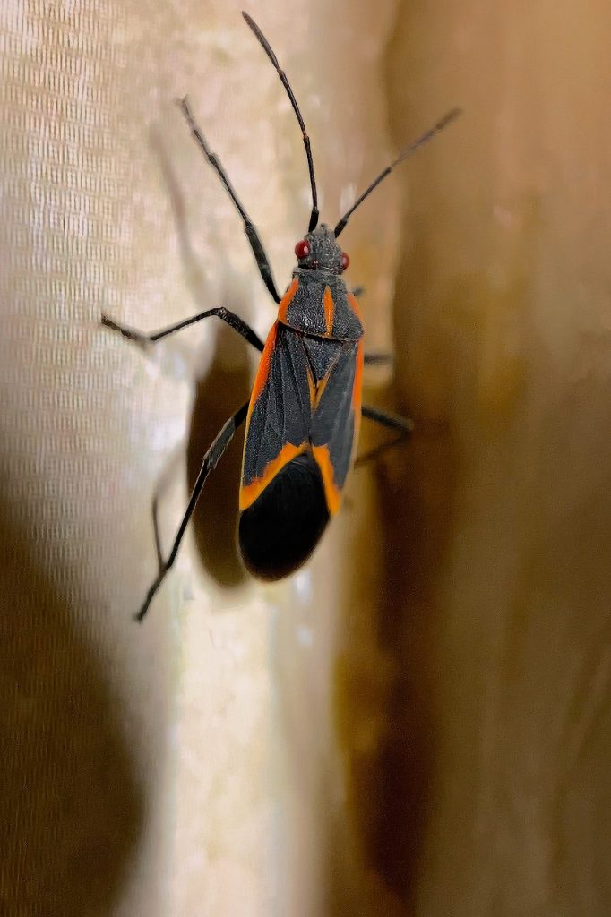 Black and orange boxelder bug climbing a wall