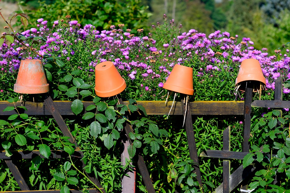 Clay pots, an earwig trap, upside down on a fence in front of a garden