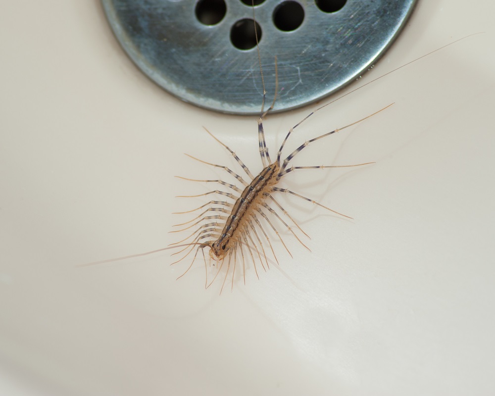 House centipede near a shower drain